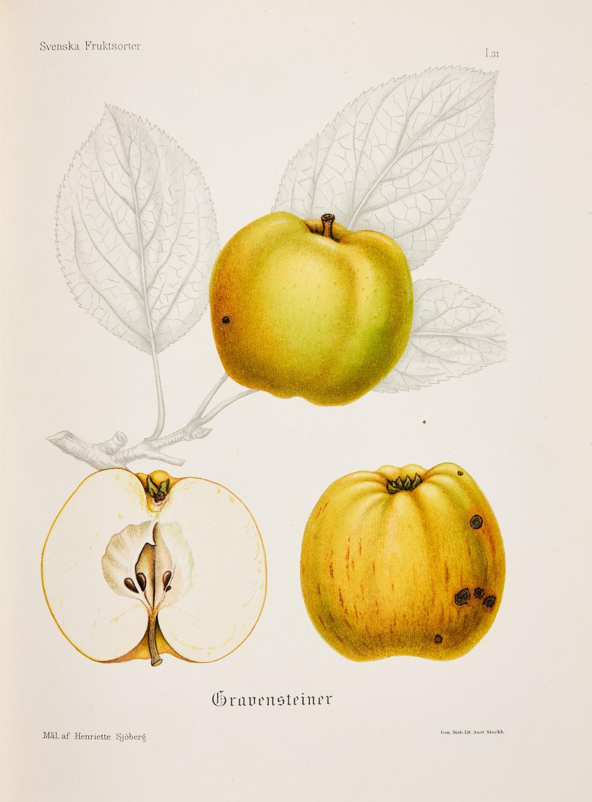 Gravensteiner, illustration ur Svenska fruktsorter, 1912. Litografi av Henriette Sjöberg.