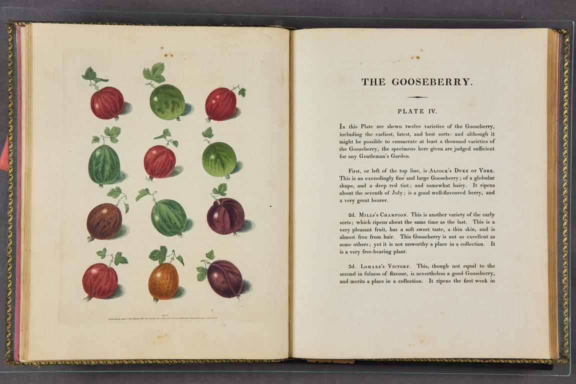George Brookshaw. Pomona Britannica, or a Collection of the Most Esteemed Fruits at present Cultivated in Great Britain. London, 1817.