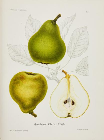 Comtesse Clara Frijs, illustration from Svenska Fruktsorter, 1912. Litograph by Henriette Sjöberg.