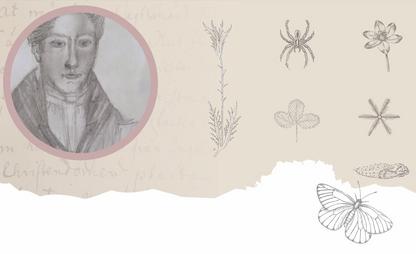 Tecknat porträtt av prästen och Linnélärjungen Clas Bjerkander, samt blyertsteckningar av insekter och blommor.